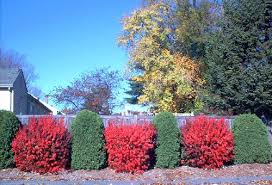 Learn How Landscape Designers Use The Word Texture Dwarf Burning Bush Landscaping Around House Burning Bush