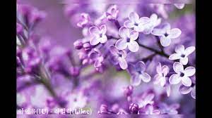 Love me only till this spring. 3ozf8slicydanm