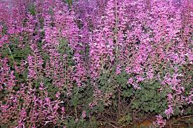 Image result for Syncolostemon oritrephes