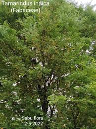 Image result for Afrocanthium burttii