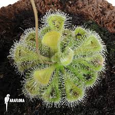 Image result for Drosera burkeana