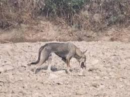 Grey wolf or dog? Here’s what experts are saying about the rare sighting of a wild animal in a big city like Delhi after 80 years