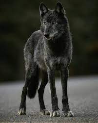 Maybe you would like to learn more about one of these? Beautiful Black Wolf Picture Novocom Top