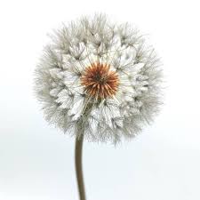 Design your everyday with dandelion metal prints you'll love. Lifelike Metal Flower Sculptures Capture The Delicate Beauty Of Dandelions