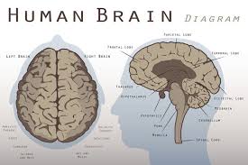 Mesencephalon Midbrain Function And Structures