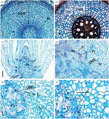 Image result for Floscopa sp.no.1