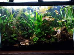 29 Gallon Betta Sorority Plantedtank