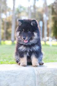 The puppies are started off with early neurological stimulation and throughout the following weeks subjected to several exercises. Pawformance Puppies Pawformance