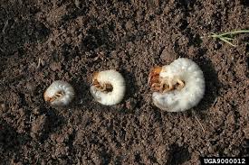 If there is significant grub damage, the grass should peel up quite easily. What Are Lawn Grubs African Black Beetle And How To Treat Them