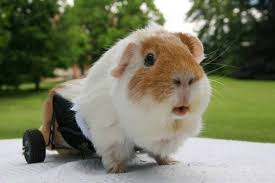 Pin On Guinea Pigs More