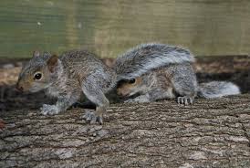 Check spelling or type a new query. I Found A Baby Squirrel Dfw Wildlife Organization