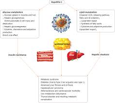 Hepatitis c is an infection caused by the hepatitis c virus (hcv). Metabolic Complications Of Hepatitis C Virus Infection