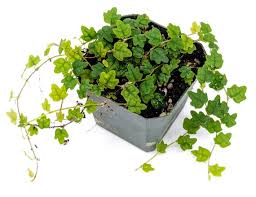 Image result for Ficus pygmaea