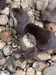 A Baby Otter From A Zoo I Visited Aww Otters Cute Baby Otters Otters