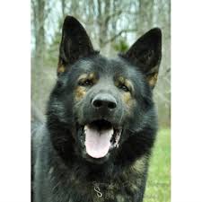 Family owned since 1970 stoney creek fisheries & equipment is your complete pond management supply company. Stoney Creek Farm Barron Haus German Shepherd Dog Breeder In Mountain Grove Missouri