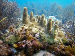 Image result for Dark Hunter Green 1996 AAV