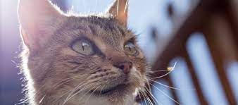 Over time, the malignant tumor grows and causes urinary obstruction, and spreads to the lymph nodes, lung, bones. How Long Do Cats Live A Tale Of Two Kitties Litter Robot Blog