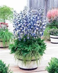 Jardinerie En Ligne Willemse Achat Vente De Plantes Pour Le Jardin Le Jardinage Vente De Plantes Jardins Plante