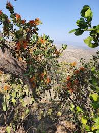 Image result for Phragmanthera