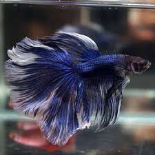 Pin By Marianne Sans On Beautiful Betta Fish Betta Fish Betta Betta Fish Care