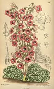 Image result for Streptocarpus arcuatus