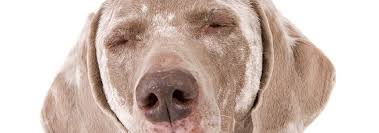 The vet will take skin samples and have them observed under the microscope to confirm the presence of. Vitiligo In Dogs And Cats What You Need To Know Hill S Pet