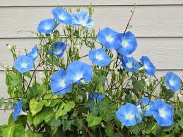 Biji bunga lobelia butterfly mixed (type rimbun cocok untuk taman). Pin Di Flores Y Algo Mas