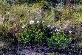 Image result for Callilepis laureola