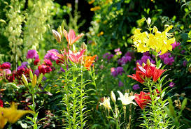 We did not find results for: Lilies Summer Garden Free Photo On Pixabay