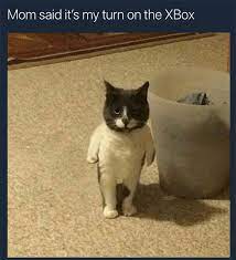 Cutesypooh Funny Animal Memes Funny Cat Memes Funny Animals