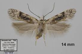 Image result for Altenia scriptella