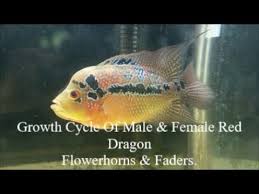 2018 Growth Cycle Of Male Female Red Dragon Flowerhorn Fader Cichlid Fish Plus Some Tips