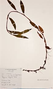 Image result for Persicaria strigosa