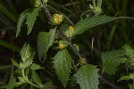 Image result for Alectra sessiliflora
