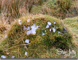 For now, anyway, i provide only a cursory treatment of the jelly fungi; Star Jelly Legendary Dartmoor