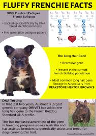 I have never had an interest in breeding my dogs. Fluffy Frenchie Facts Famous Frenchies Australia