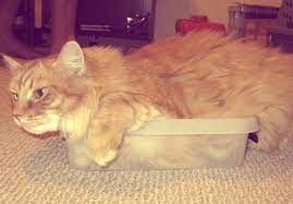 Maybe you would like to learn more about one of these? The Anguish Of Euthanizing A Pet During The Pandemic