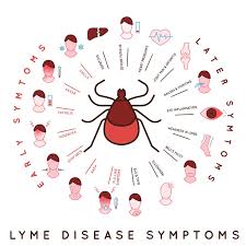Image result for Lyme Carditis
