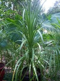 Image result for Beaucarnea recurvata