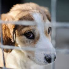 $150 (fees do not include pa sales tax.) the following services are included in the adoption fee. British Pet Shops To Be Banned From Selling Puppies And Kittens Pets The Guardian