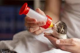 Woman Bottle Feeding Kitten Stock Image Image Of Adorable Fluffy 153923949