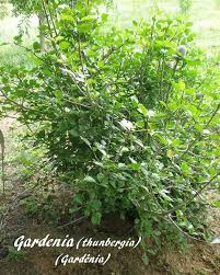 Image result for Gardenia brachythamnus