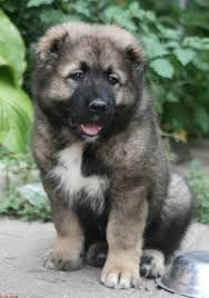 Il pastore del caucaso è una razza di grandi dimensioni: Pastore Del Caucaso Caucasian Shepherd Dog Shepherd Dog Breeds Caucasian Mountain Dog