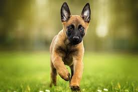 If you would like to learn more about my belgian malinois, my. Hd Wallpaper Dogs Belgian Malinois Baby Animal Pet Puppy Wallpaper Flare
