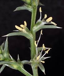 Image result for Salsola
