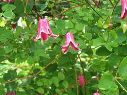 Elles s'ouvrent sur un cœur d'étamines pourpres. Munster Baumschulen Texensis