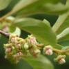Image result for Diospyros squarrosa