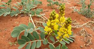 Image result for Orthanthera jasminiflora