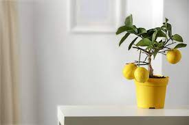 Da der normale zitrusbaum mit seiner bis zur 4,5 meter wuchshöhe zu groß für eine wohnung ist, gibt es spezielle züchtungen, wie „citrus limon meyer und „citrus limon ponderosa, die sich für einen zitronenbaum als zimmerpflanze eignen. Zitronenbaum Uberwintern Standort Pflege Pro Emit