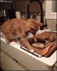 Cats And Dogs Funny Cat Gifs Dogs Gifs Collection Funny Cute Cats Funny Cat Videos Funny Cats